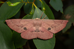 Monoctenia falernaria