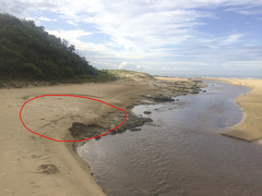 Aonyx capensis capensis