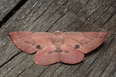 Monoctenia falernaria