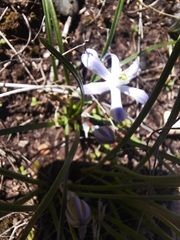 Androstephium coeruleum