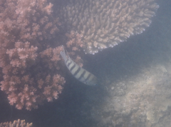Abudefduf bengalensis