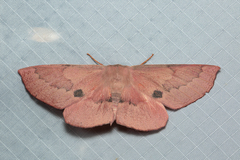 Monoctenia falernaria