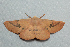 Monoctenia falernaria