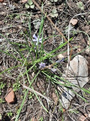 Androstephium coeruleum