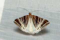 Phrataria replicataria