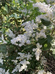 Ceanothus arboreus