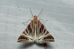 Phrataria replicataria