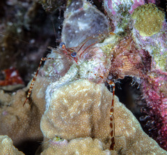 Cuapetes ischiospinosus