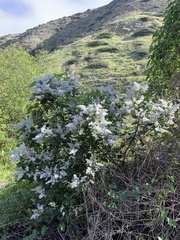 Ceanothus arboreus
