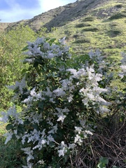 Ceanothus arboreus
