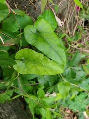 Aristolochia shimadae