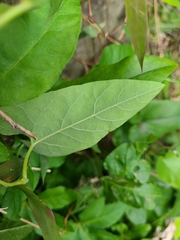 Aristolochia shimadae