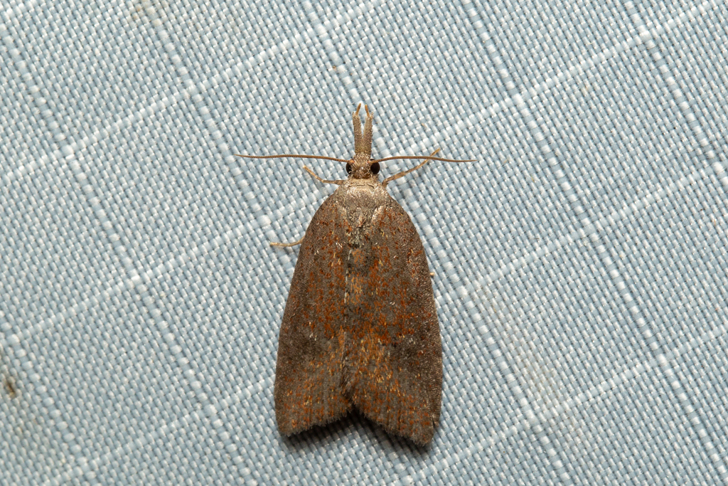 Syllomatia pertinax