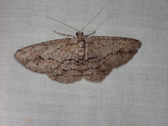 Didymoctenia exsuperata