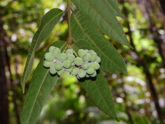 Austromatthaea elegans