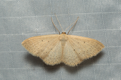 Scopula liotis