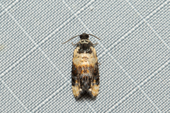 Asthenoptycha iriodes