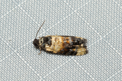 Asthenoptycha iriodes