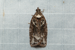 Thrincophora