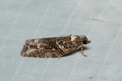 Thrincophora