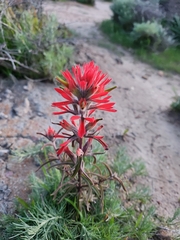 Castilleja affinis
