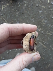 Sceliphron caementarium
