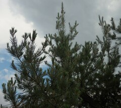 Pinus monophylla