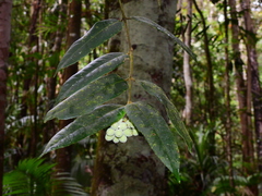 Austromatthaea elegans