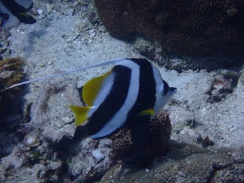 Longfin Bannerfish (Heniochus acuminatus)