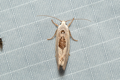 Tymbophora peltastis