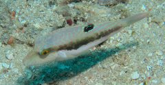 Canthigaster bennetti
