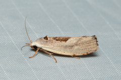 Tymbophora peltastis
