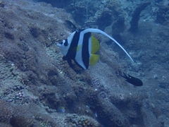 Heniochus acuminatus
