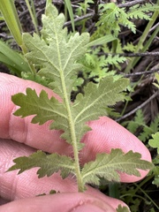 Hydrophylloideae