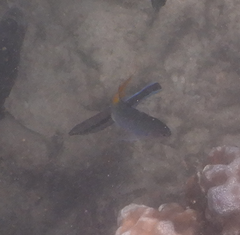 Labroides dimidiatus