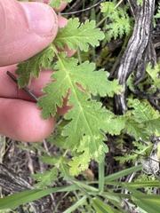 Hydrophylloideae