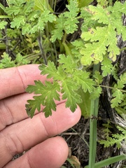 Hydrophylloideae