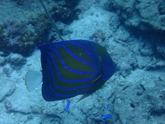 Pomacanthus annularis