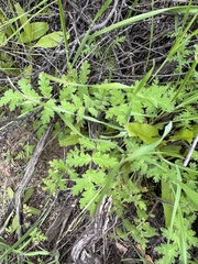 Hydrophylloideae
