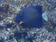 Pomacanthus annularis