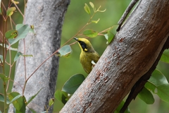 Lichenostomus melanops