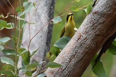 Lichenostomus melanops