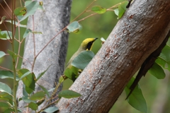 Lichenostomus melanops