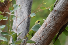 Lichenostomus melanops