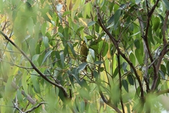 Lichenostomus melanops