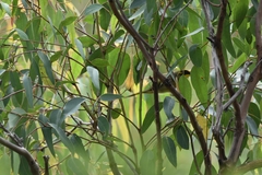 Lichenostomus melanops