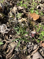 Cardamine concatenata