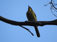 Lichenostomus melanops