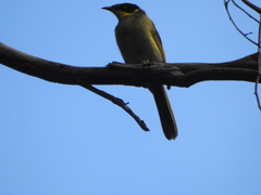 Lichenostomus melanops