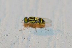 Oxycera variegata